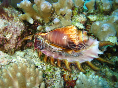 Bootshaken Schnecke