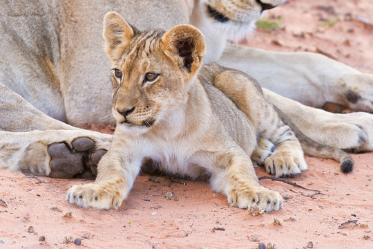 Lioness female with cubs