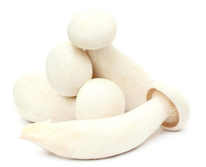 Fresh Milky mushroom over white background