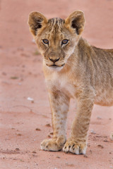 Obraz na płótnie Canvas Piękne lwiątko na piasku Kalahari
