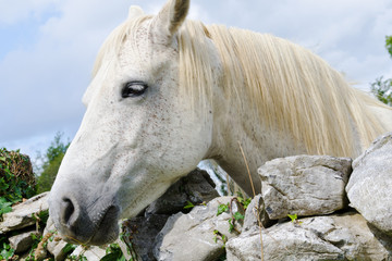 Close-up of horse peering over wall.
