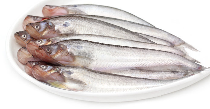 Fresh water Pabda fish of Southeast Asia