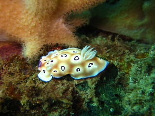 Nudibranch