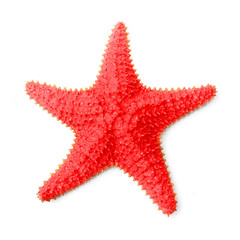 The common Caribbean starfish Oreaster reticulatus