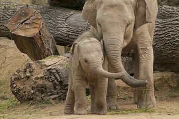 Obraz premium Elephants