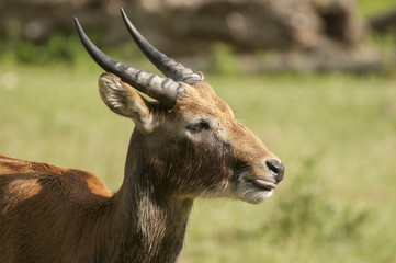 Fototapeta premium Lechwe