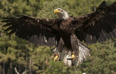 Obraz premium Bald eagle