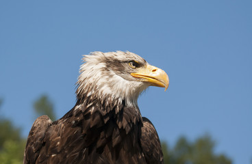Bald eagle