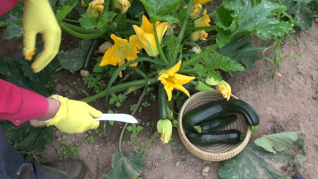picking fresh young courgette vegetables and blossoms