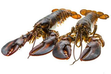 Raw lobster