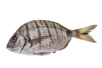 Raw Tilapia