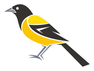 Audubon's Oriole