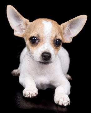 Chihuahua dog laying on a black background