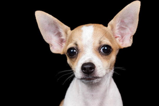 Small chihuahua  looking at the camera with a funny expression