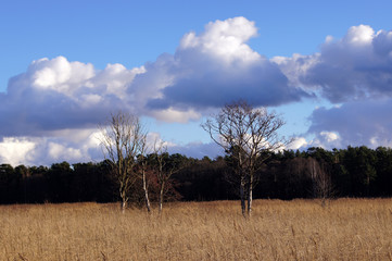 Dry trees on a reed field.