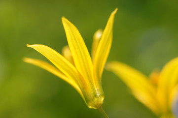 Nice spring flower closeup (gagea lutea).