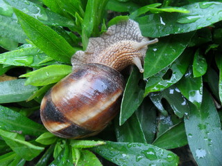 Snail.