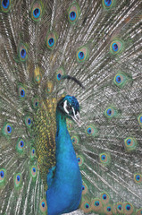 Obraz premium Pfau