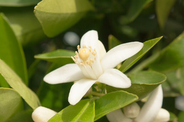 Orange Blossom