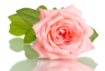 Pink rose isolated on white.