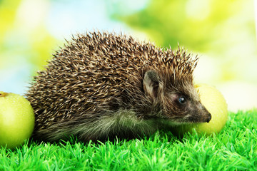 Hedgehog with apples, on grass, on green background