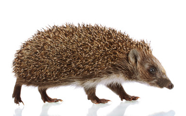 Hedgehog, isolated on white