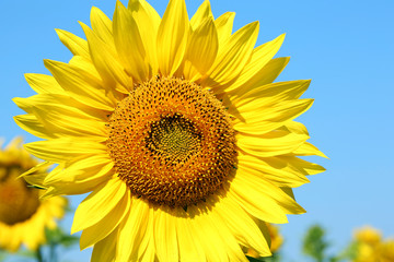 Naklejka premium Beautiful sunflower in the field, close up