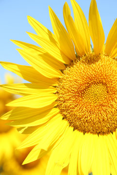Beautiful sunflower in the field, close up