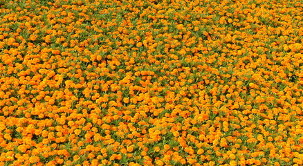 fleurs...jardin orange