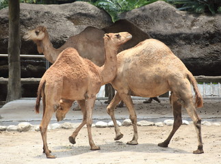 camels in Taiwan