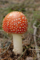 fungo rosso - amanita