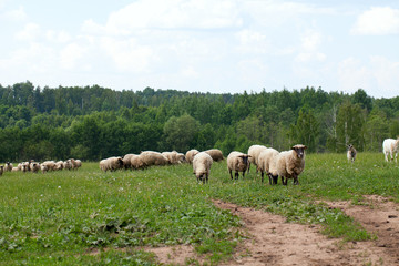 Fototapeta na wymiar owca
