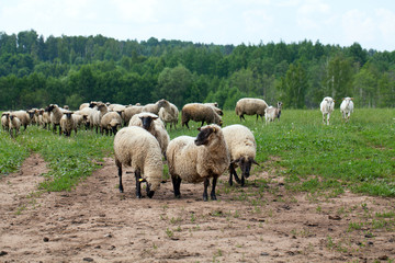 Obraz premium sheep