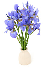 iris flowers in vase