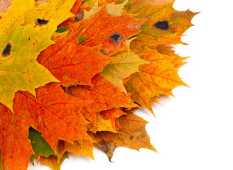 maple leafs isolated on wooden background