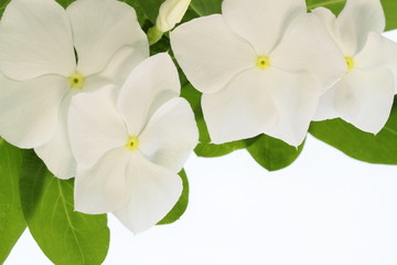 白に黄色の日々草