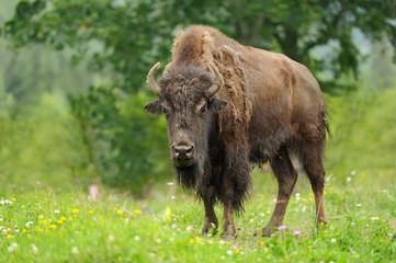 Bison