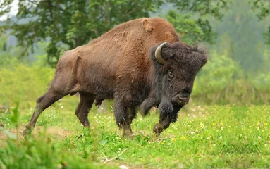 Abwaschbare Fototapete Büffel Bison