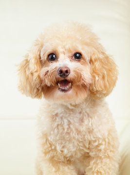 Dog poodle smile