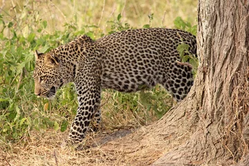 Foto op Canvas Leopard moving in the bush © mattiaath
