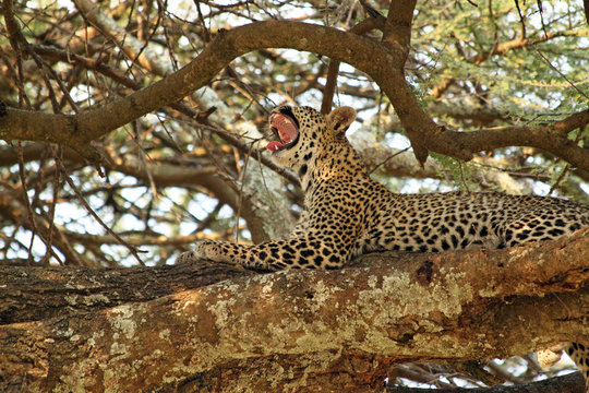 Leopard yawning on a tree