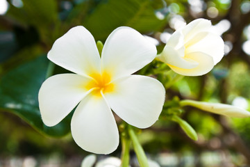 Obraz na płótnie Canvas white frangipani flowers in park