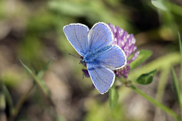 Beautiful blue is not ugly