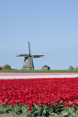 Tipical Dutch landscape with tulips and windmilen