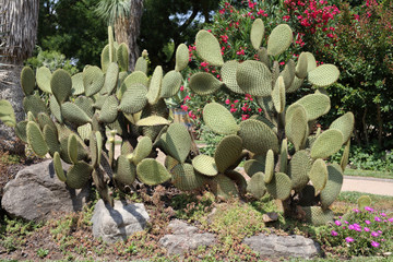 Opuntia scheerii