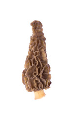 morel mushroom