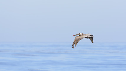 Fototapeta na wymiar Brown Pelican Latanie