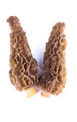 Two morels