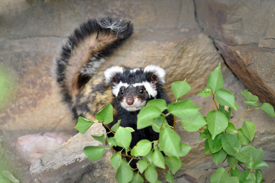 Rare Marbled polecat Vormela