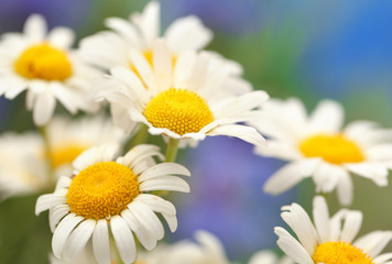 Beautiful wild camomiles, outdoors